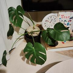 SALE☆新芽が可愛い!!モンステラ✨の画像