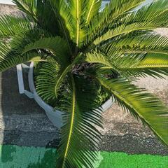 25日明日までの方に限り！お庭に、玄関に立派な1品をの画像