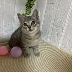 シルバータビーの男の子優しいいい子です！ - 羽曳野市