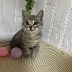 シルバータビーの男の子優しいいい子です！ - 猫