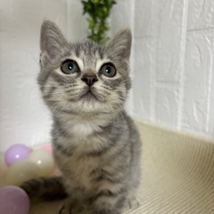 シルバータビーの男の子優しいいい子です！