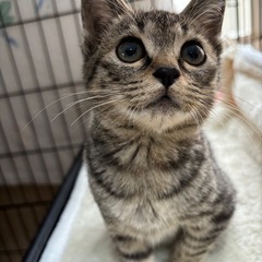 とっても可愛い男の子3ヶ月くらいです💞