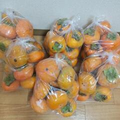 キズ柿１袋【１３個入り】の画像