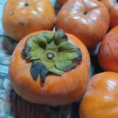 キズ柿１袋【１３個入り】の画像