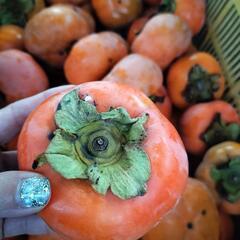 キズ柿１袋【１３個入り】の画像