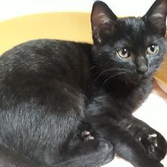 元気いっぱいな黒い子猫さんの里親さん募集中です！