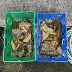 柿の葉、琵琶の葉（各10枚）