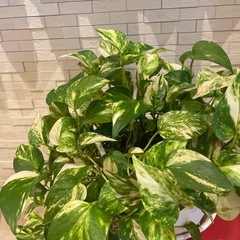 ポトス　カット苗　5本　植物