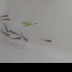 無料です ドクターフィッシュ ６匹+2匹の画像