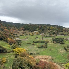 残り少!!【今が旬!】カリン1kgの画像