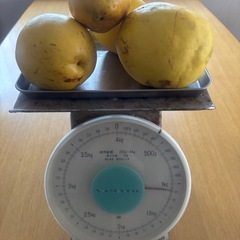 残り少!!【今が旬!】カリン1kgの画像