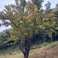 残り少!!【今が旬!】カリン1kgの画像