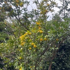 残り少!!【完熟!】柚子1kgの画像