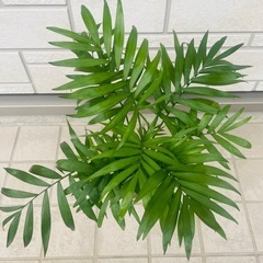 【中型】テーブルヤシ　観葉植物　ハイドロカルチャーの画像