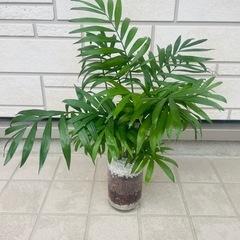 【中型】テーブルヤシ　観葉植物　ハイドロカルチャーの画像