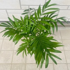 【中型】テーブルヤシ　観葉植物　ハイドロカルチャーの画像