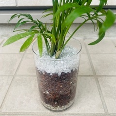 【中型】テーブルヤシ　観葉植物　ハイドロカルチャーの画像