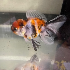 早い者勝ち！金魚