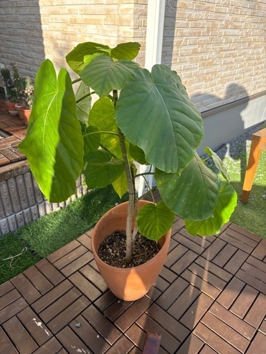 フィカスウンベラータ　観葉植物