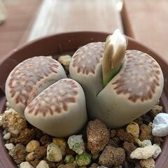 リトープス  (2)の画像