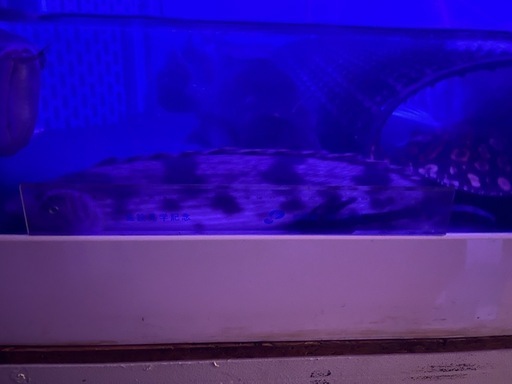 熱帯魚・エンドリケリー40㌢オーバー
