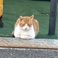 茶白くん