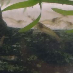 ミナミヌマエビ(10匹)