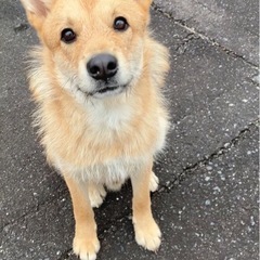 元の飼い主のところに帰ることになりました