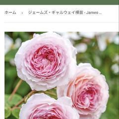 バラ苗ジェームズギャルウェイ【決まりました】