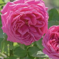 バラ苗マダムイザークペレール他薔薇数株【決まりました】