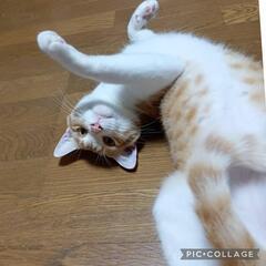 【動画有】甘えがとまらない男の子★1歳