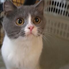 スコティッシュフォールド、生後5ヶ月