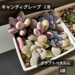 【2鉢】　エケベリア　グラプトペタルム　等　#多肉植物 #ガーデ...