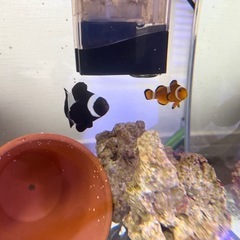 ブラックオセラリスの中古が安い！激安で譲ります・無料で
