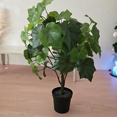 観葉植物