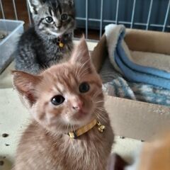 3匹の兄弟　2ヶ月