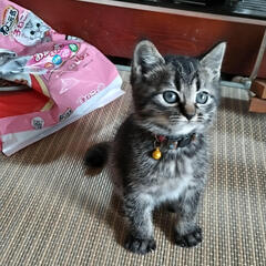 3匹の兄弟　2ヶ月 - 猫