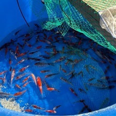 再販五色錦鯉① (45匹程度)