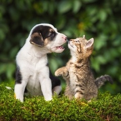 動物愛護センターに送る古タオルなど
