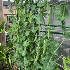 ハンドメイド、畑で野菜を作っている方、SNS得意な方募集 - 友達