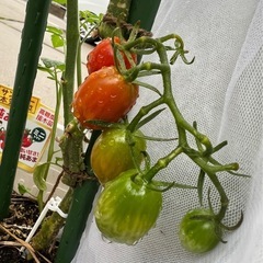 ハンドメイド、畑で野菜を作っている方、SNS得意な方募集