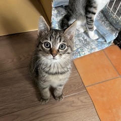 トライアル中まるまるキジ君　オス