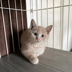 トライアル中　きなこくん🐱クリーム