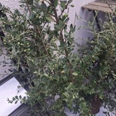 1m前後６本イヌツゲモチノキ