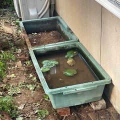 メダカなどに　トロ箱　大　一箱