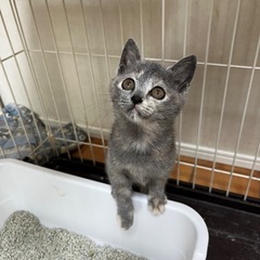 トライアル中あおちゃん🐱パステル