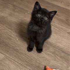トライアル中うにちゃん🐱黒トラ