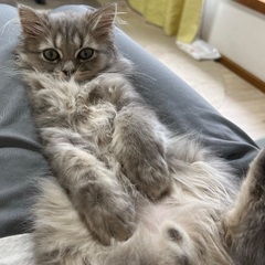 【条件付き】穏やかすぎるミヌエット