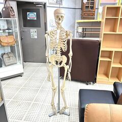 骨格標本 人体模型 骸骨 どくろ 骨