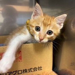 (トライアル決定✨)茶白の子猫　ちゃおちゃん🐈